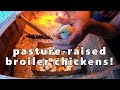 pasture-raised broiler chickens!