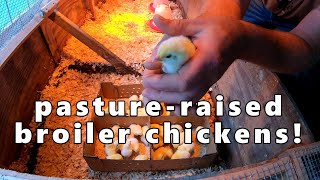 pastureraised broiler chickens!