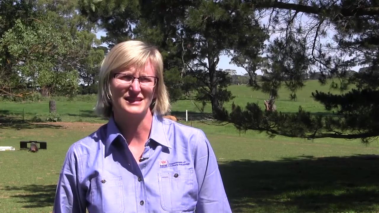 Buying livestock on Facebook or Gumtree Be aware of risks YouTube