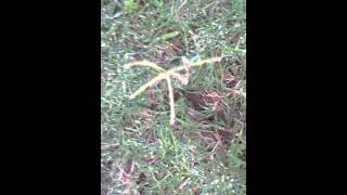 Planting Saint Augustin grass runners