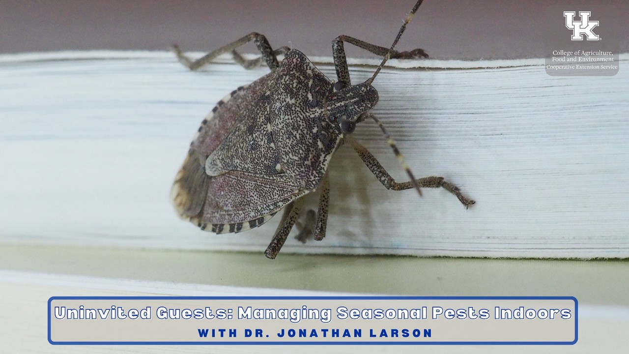 Незваные гости: борьба с сезонными вредителями в помещении