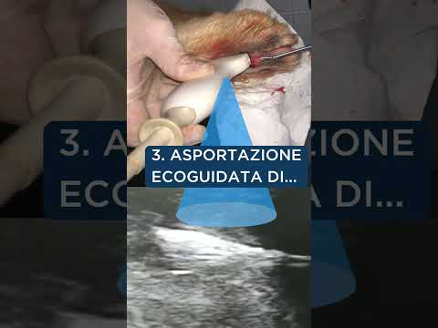 Video: La chirurgia canina impattata fa male?