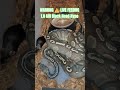 WARNING ⚠️ LIVE FEEDING #warning #live #feed #feeding #batman #brucewayne #clown #snake #animals #bp