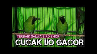 CUCAK IJO GACOR