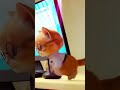 crazy office cat dance #cat #shortsviral #catdance