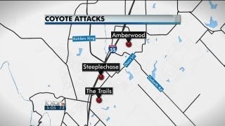 Kyle warns of coyotes attacking pets