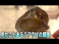 アワビの顔面って見たことある？実際はこんな感じだよ　#shorts