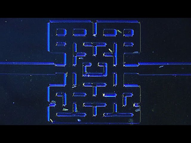 #видео | Игра Pac-Man с простейшими организмами в качестве персонажей. Фото.