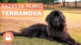 El perro Terranova - RAZAS de perro GIGANTE - YouTube