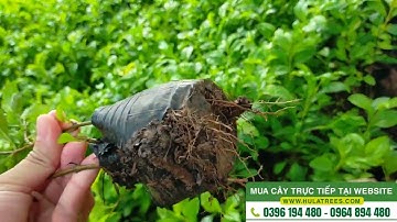 Bán buôn cây chuỗi ngọc 0977973535