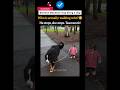 Bernese Mountain Dog being a dog#viral#trending #dothingsyoudontwanttodo