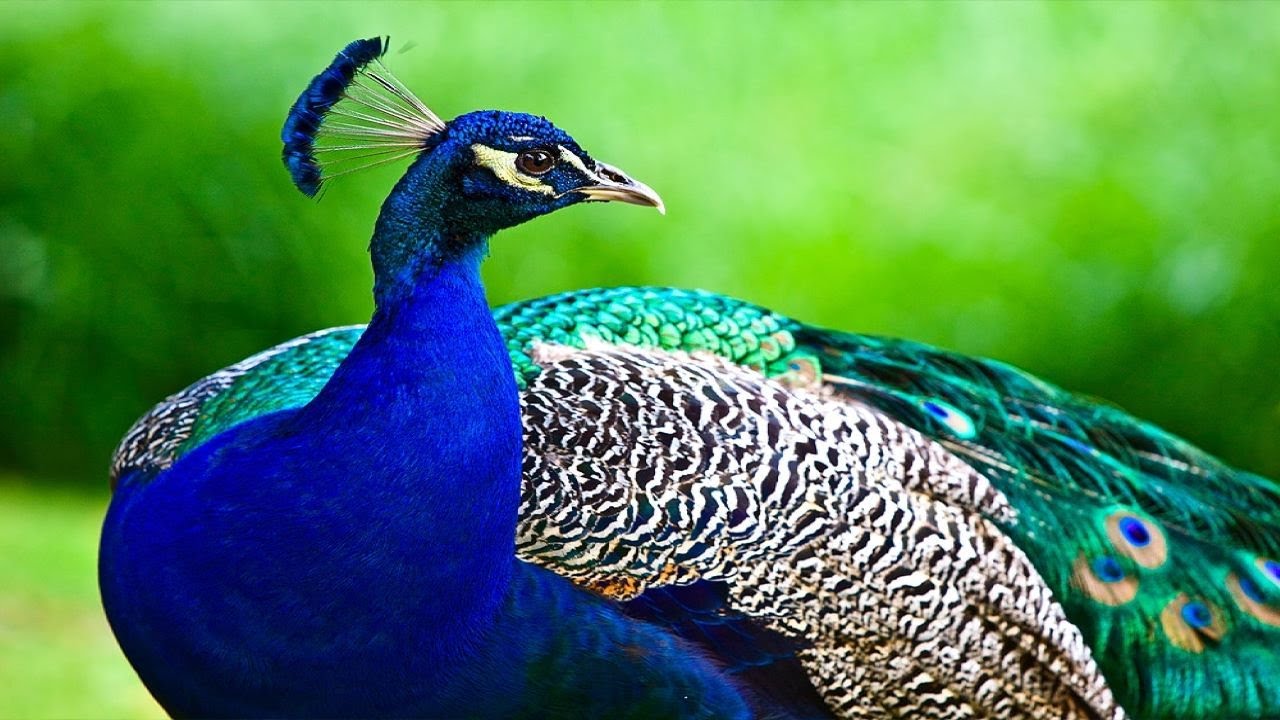 Beautiful Gold Feathers Sorted by Color and Displayed Beautifully