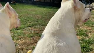 Double Dogo Guarding by Dogo Argentino USA 1,253 views 2 years ago 24 seconds
