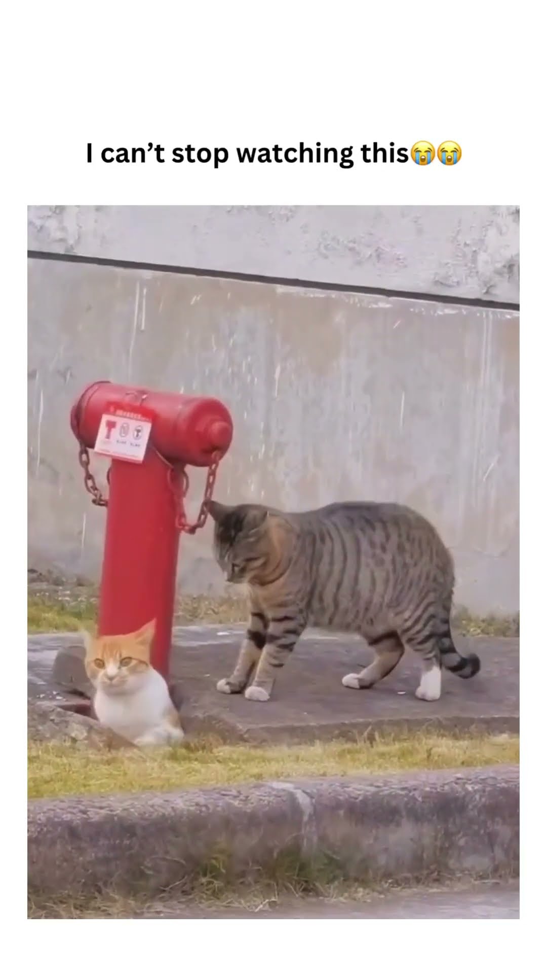 When the Kittyo are sneaking from the ground prvnci concert