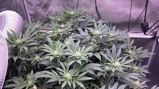 Optic Slim 600H, 500S & GMax 150 LED Grow - Flowering & Harvest  - Update 10