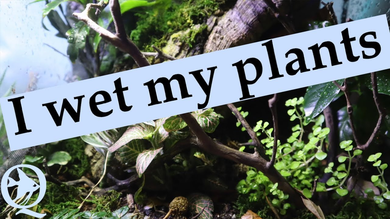 Daily watering my habitats hydration, humidity and soaking YouTube