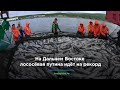 На Дальнем Востоке лососёвая путина идёт на рекорд