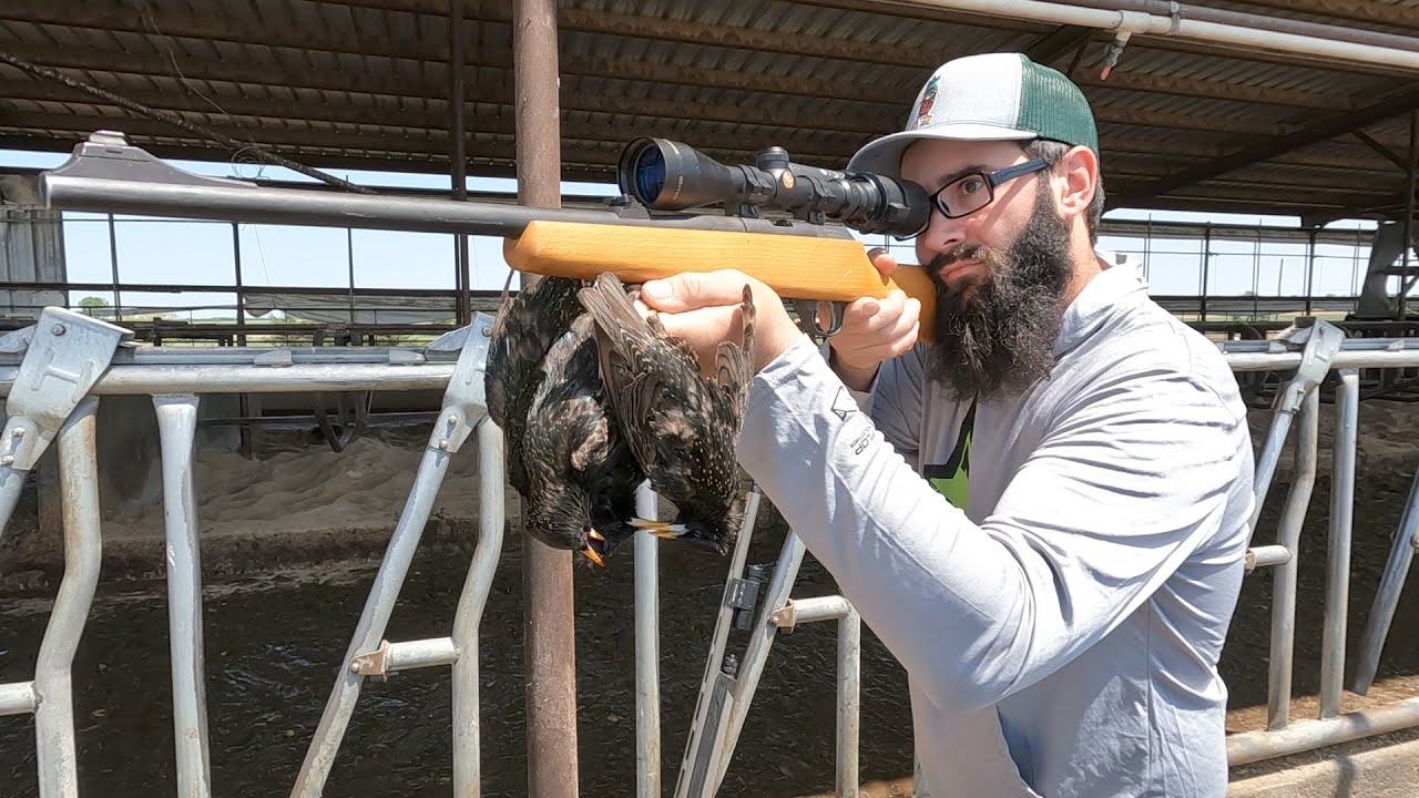 Sniping Starlings at the Dairy Farm!!! (.22)