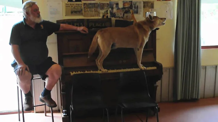 singing Dingoe