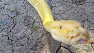 Hypo granite burmese python