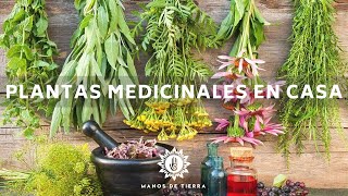 La Mejor Medicina Natural Que Debes Tener En Casa / Plantas Medicinales/ Herbolaria En Casa🪴🌿💚 screenshot 5