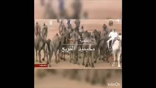 منقية محيميد ابن مفلح القوبع كلمات /عبدالقادر الوذيناني اداء/ مشعل السامود