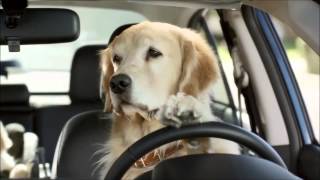 Subaru Dog Commercial  funny commercials!
