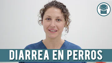 ¿Cuándo debo llevar a mi perro al veterinario por diarrea?