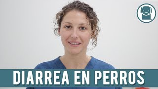 La Diarrea En Perros | ¿Qué Hacer Si Mi Perro Tiene Diarrea?