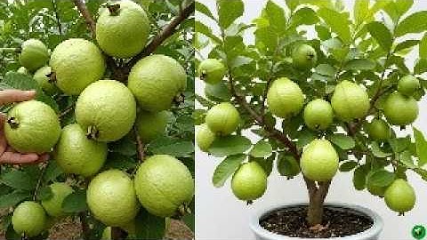 🌿I Used Cucumber Power to Propagating Guava Tree in One Month!