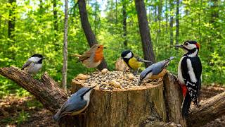🔴 24/7 Forest Bird Feeder Live | Birds, Woodpeckers & Nature Sounds screenshot 1