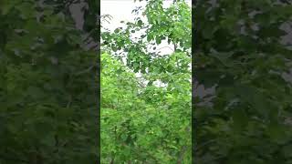 forest environment