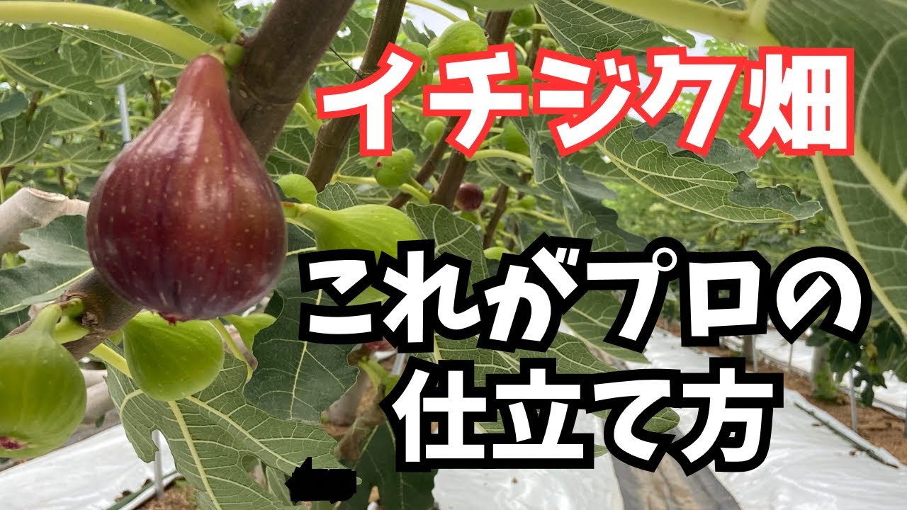 A tour of Fujii Farm in Habikino City, where a professional fig