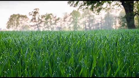 سورة البقرة كاملة بصوت المطر راحة نفسية و هدوء تلاوة عبد الصمد عبد الباسط relaxing quraan with rain