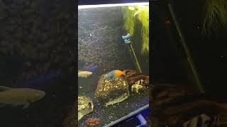 Get An Ink Bird Controller, Save Your Tank