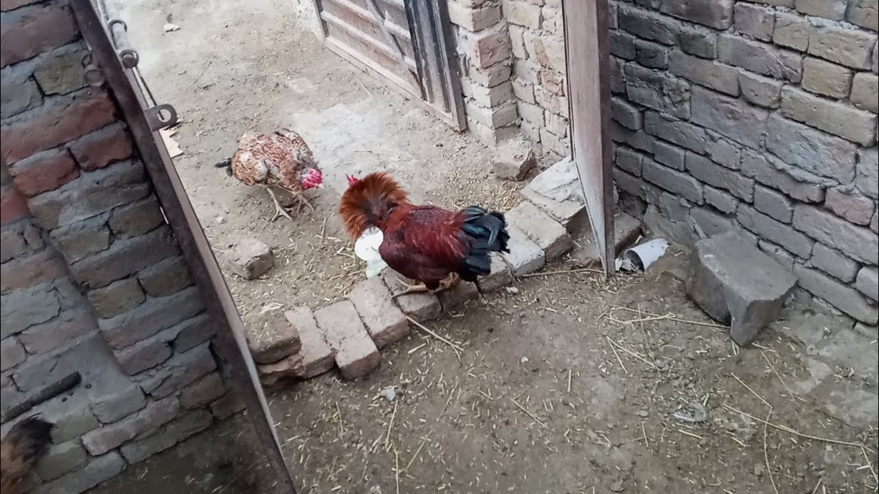 Aaj hamary mini zoo my hoi fight💥💥😡