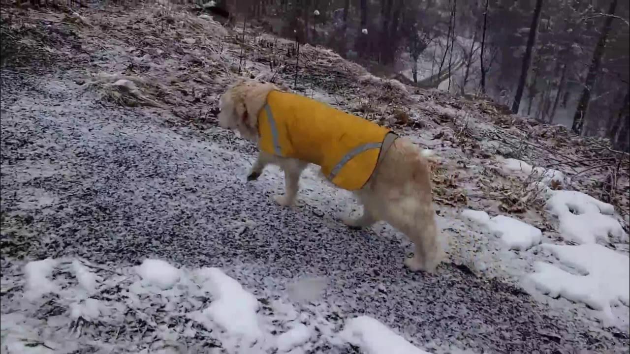 Dog walking in snow 2 YouTube