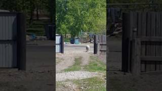 Убили собаку Убили собаку