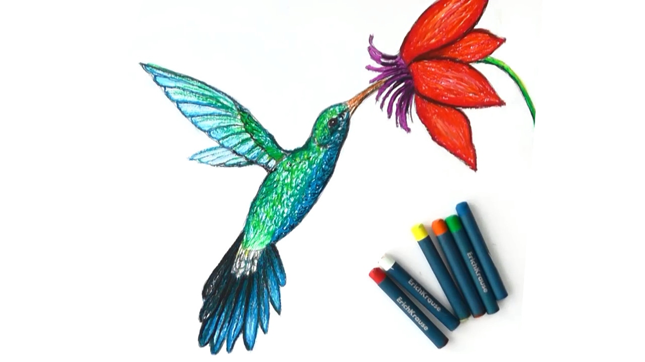Колибри легче воробья в 19.3 раза. Колибри рисунок. Колибри рисунок карандашом. Колибри рисунок для детей. Поэтапное рисование Колибри.
