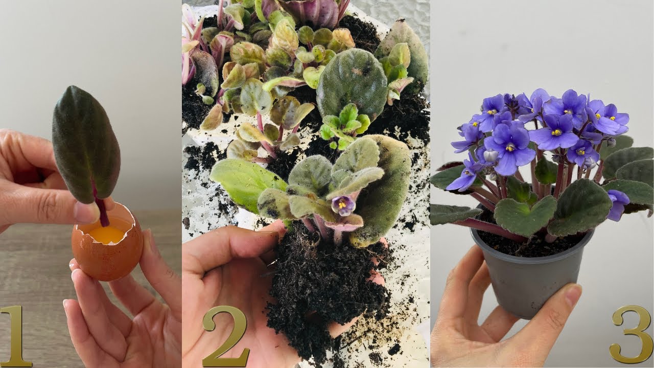 Поместите лист фиалки в яйцо, пусть оно прорастет, обильно зацветет / Супер Совет