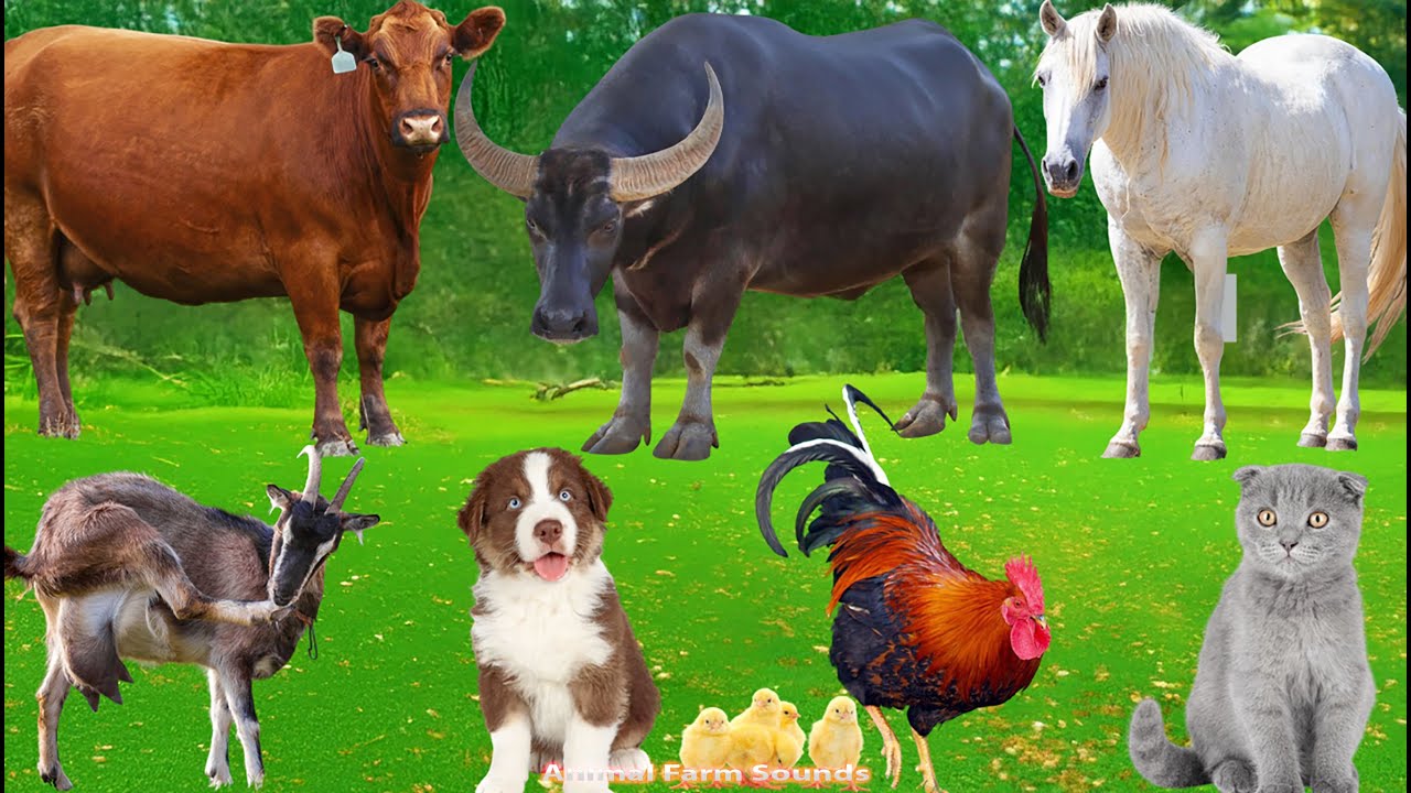 Cute Farm Animals: Duck, Buffalo, Dog, Sheep, Goat, Cow, Chicken, Rabbit, Pig – Animal Video