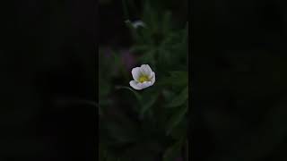 Spring Forest Awakening #flowers #nature #forest #spring #birdsounds