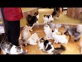 So Many Cute Cats! Tokyo’s Most Popular Cat Cafe | MOCHA Ikebukuro 🐈