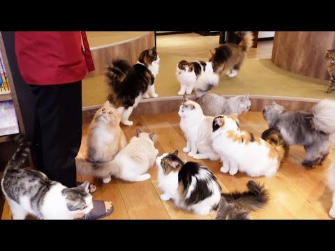 So Many Cute