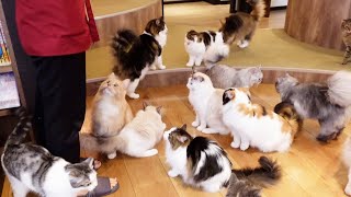Lots of cats!🐈 Visited Japan's Cat Cafe | MOCHA Ikebukuro Tokyo