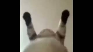 cat belly dancing meme