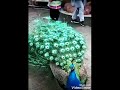 Peacock dance, white and green peacock...