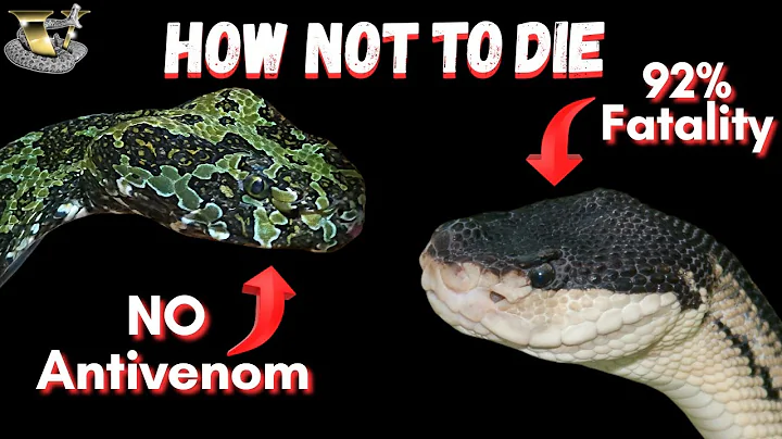 3 Tips for Handling Dangerous Snakes Safely