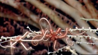 Hacking Evolution to Save Corals
