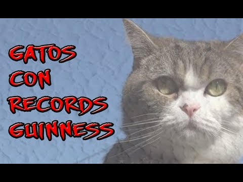 Video: Poseedores De Récords Entre Gatos